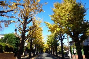 日本の高級住宅地BEST5！東京・埼玉・六麓荘町など本当のお金持ちタウンはどこ？